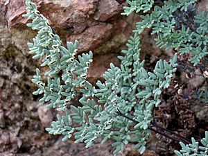 Southwestern False Cloak Fern (38373216052).jpg