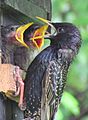 Sturnus vulgaris vulgaris 2