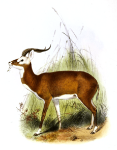 The book of antelopes (1894) Cobus leucotis