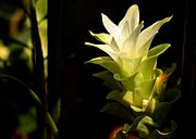 Turmeric Flower Maharashtra India