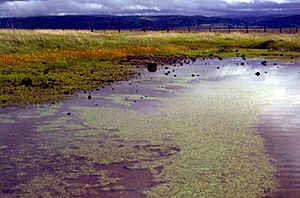 Vernal Pools 2