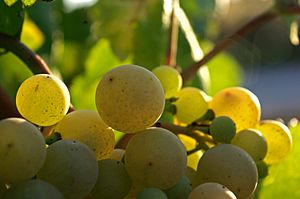 Xarel lo Cava grapes