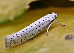 Yponomeuta evonymella01.jpg