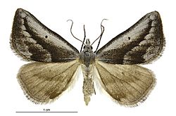 Adeixis griseata female.jpg