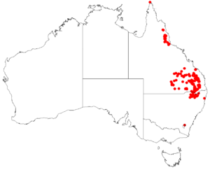 AllocasuarinainophloiaDistributionMap26.png