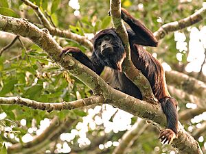 Alouatta discolor.jpg