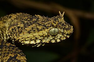 Atheris ceratophora 188224706.jpg