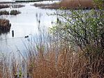 Barrow Haven Reedbed - geograph.org.uk - 285827.jpg