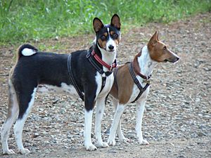 Basenji pair