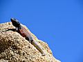 Basking Chuckwalla