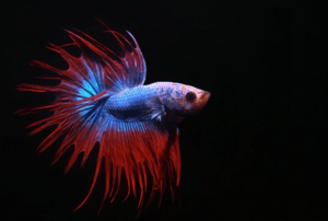 Betta splendens male crowntail