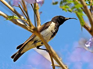 Black Honeyeater.jpg