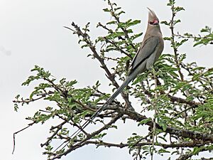 Blue-naped Mousebird RWD2