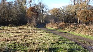 Bricket Wood Common 4.JPG