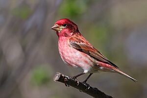 Carpodacus purpureus CT3.jpg