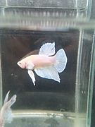 Cellophane BigEar Betta 