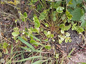 Claytonia perfoliata 120028260.jpg