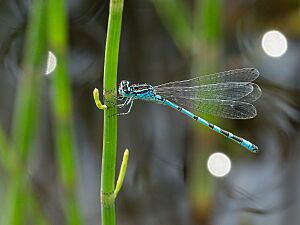 CoenagrionOrnatum Male.jpg