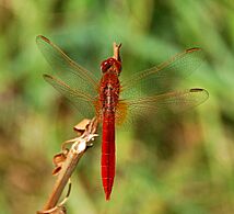 Darter August 2007-8