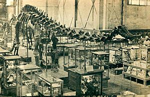 Diplodocus carnegie.jpg