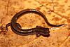 A slender dark-bron salamander on a wet leaf