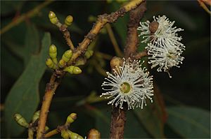 Eucalyptus calcareana flowers