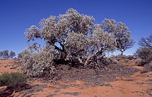 Eucalyptus canescens subsp. canescens.jpg