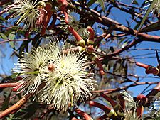 Eucalyptus extensa flowers