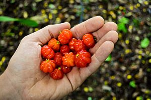 Eugenia uniflora fruits.jpg