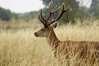 Fallow deer bushy park