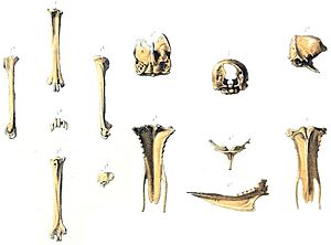 First Erythromachus bones