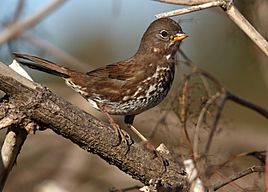 FoxSparrow-Sooty-4DEC2017