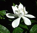 Gardenia Flower