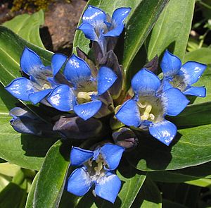 Gentiana cruciata 2.jpg