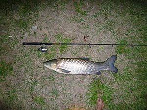 Grass carp 1