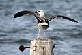 Great Black-backed Gull Juvenile