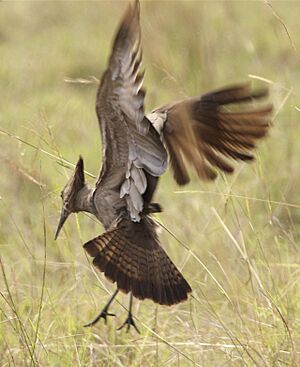 Hamerkop (Scopus umbretta)3