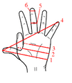 Hand Units of Measurement