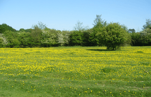 Hatfield Forest 1.png