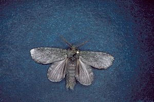 Heterocampa guttivitta adult.jpg