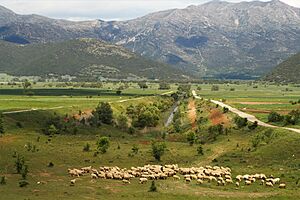 Hotoussa-Polje Arkadia Peloponnes