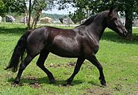 IMG 3351 M trot