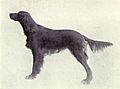 Irish Setter from 1915