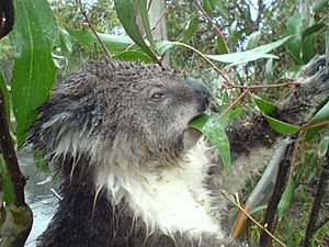 Koala eating