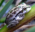 Litoria moorei juvenile