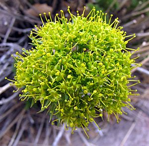 Lomatium parryi.jpg