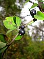 Lonicera japonica, Fruit