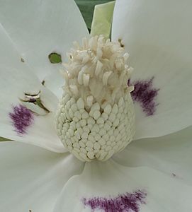 Magnolia macrophylla ssp. ashei