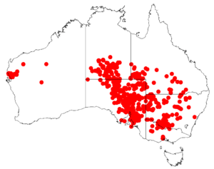 MaireanaaphyllaDistributionMap.png