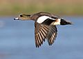 Male american wigeon in flight-1274